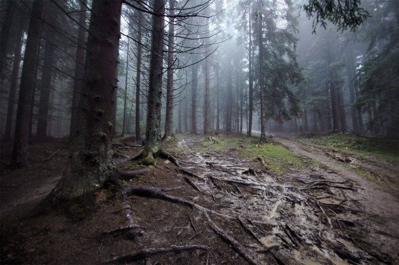 природа, карпаты, лес, , пейзаж photo preview