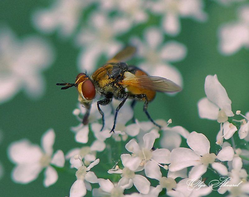 насекомые, макро photo preview