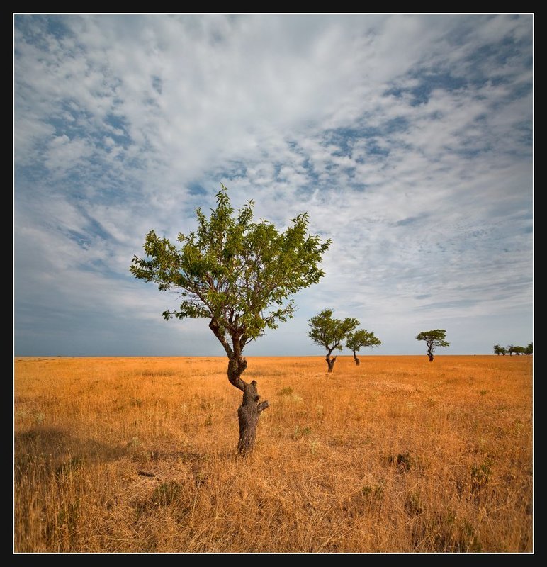 Стариый миндальный сад(2)photo preview