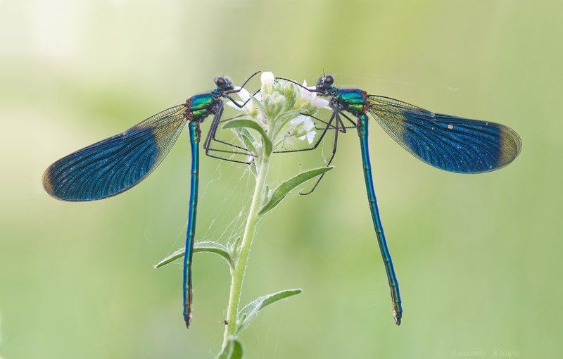 vis-a-visphoto preview