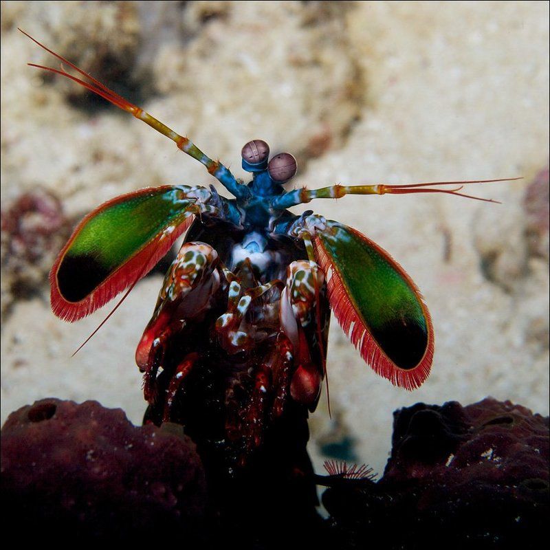underwater, mantis, shrimp, sipadan photo preview