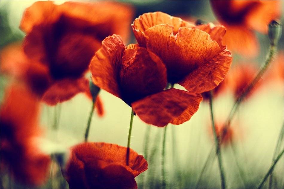 , Наталья Ова