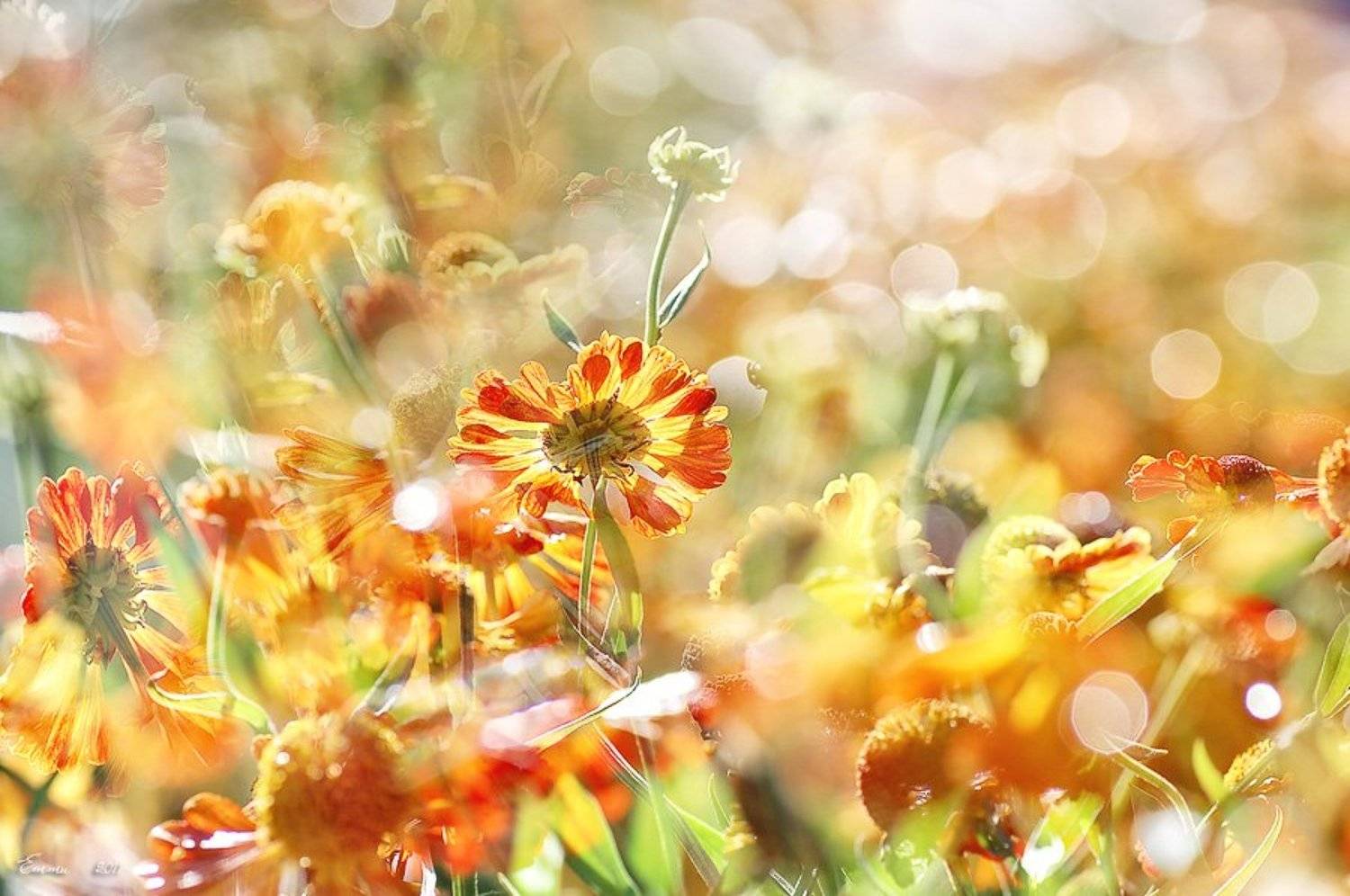 цветы, природа, зарисовка, бабье, лето, осень, етти