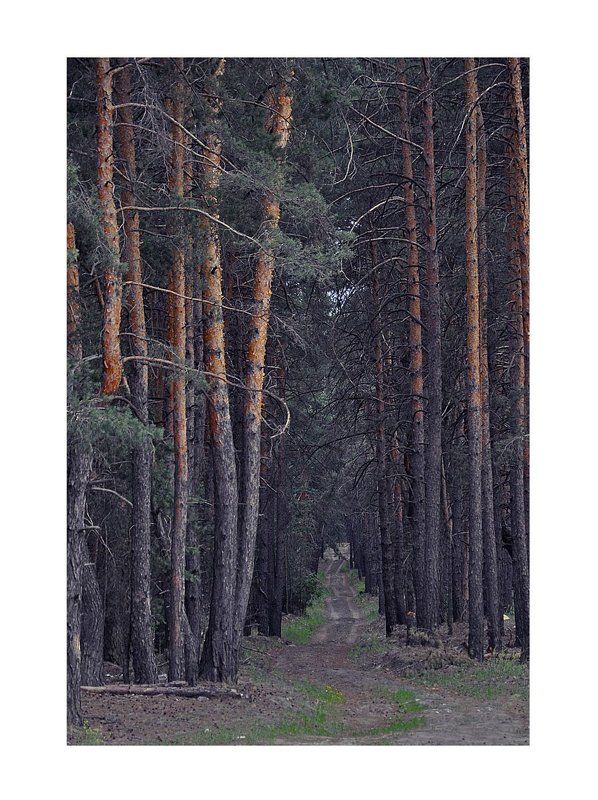 лес, дорога, тропа photo preview