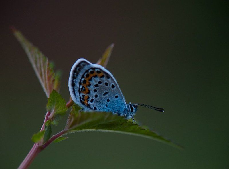 вечер, бабочка photo preview