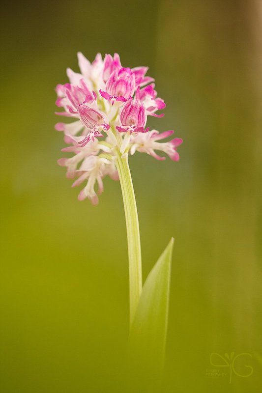 орхидея, орхис, ятрышник, шлемоносный, цветок, ло, флора, orchis, militaris, lo, flower, flora, orchid photo preview