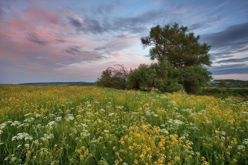 закат, лето, поле photo preview