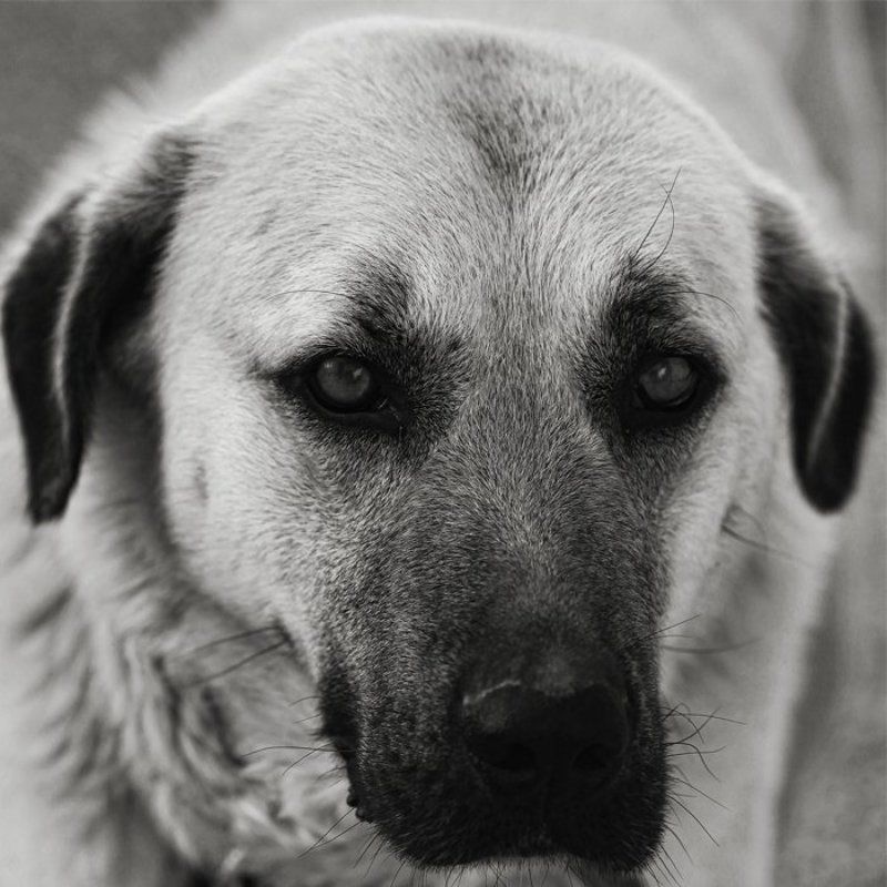 собака, портрет, b&w photo preview