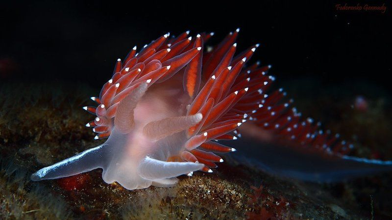 Your Excellencyphoto preview