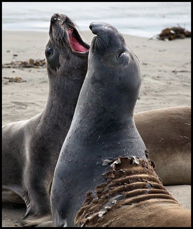 побережье, сша, слоны, морские photo preview