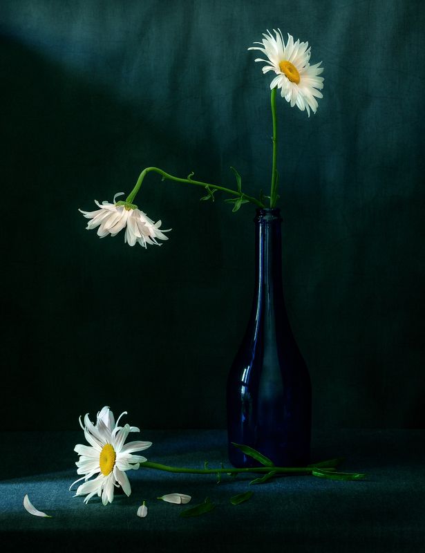 ромашки, ***photo preview