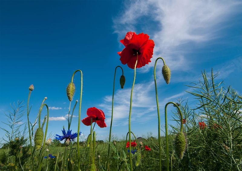 poppy,clouds,flowers,red, colors poppy blossoms...photo preview
