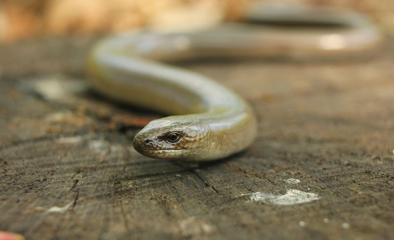 Ло́мкая верете́ница, или медяни́ца (лат. Anguis fragilis)photo preview