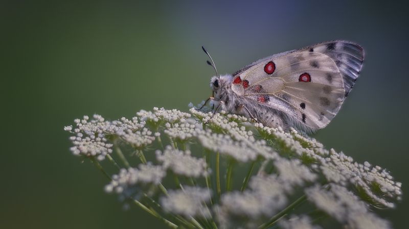 лето,дневная бабочка,бабочка парусник, Parnassius apollo Linnaeus,  Аполлон photo preview