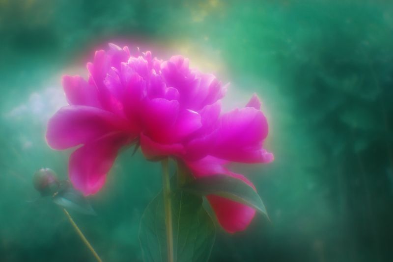 Пионовый райphoto preview