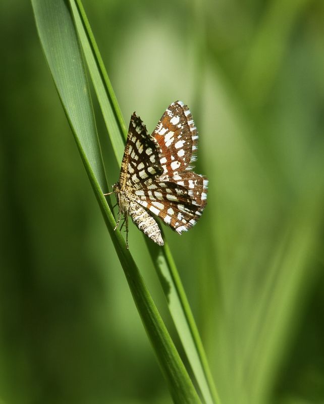 Пяденица клевернаяphoto preview