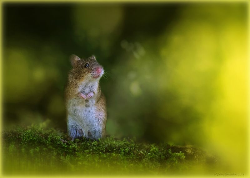 Утро в лесуphoto preview