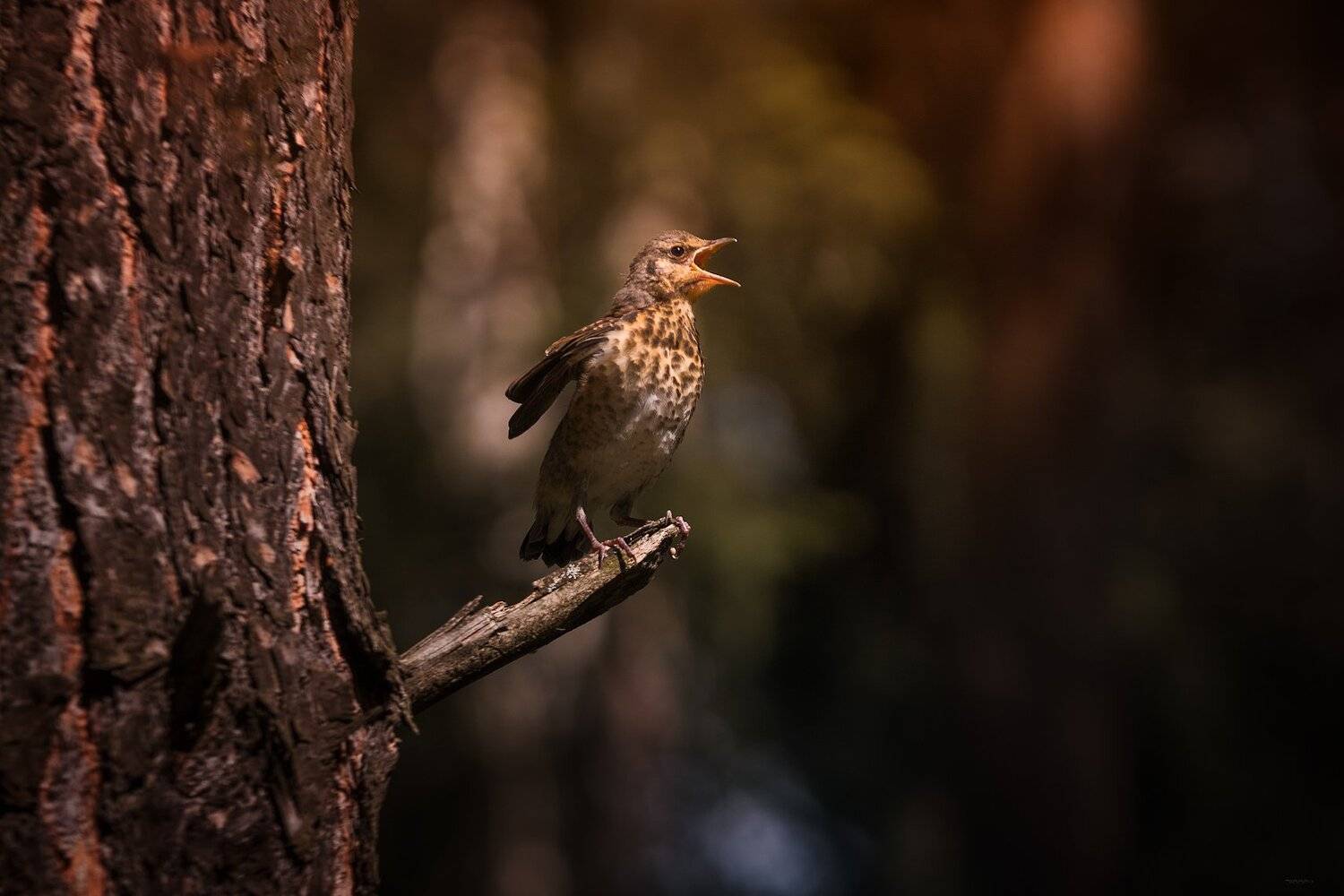 Утренний клич. Автор: Дмитрий Посевич природа, лес, животные, птицы, Дмитрий Посевич