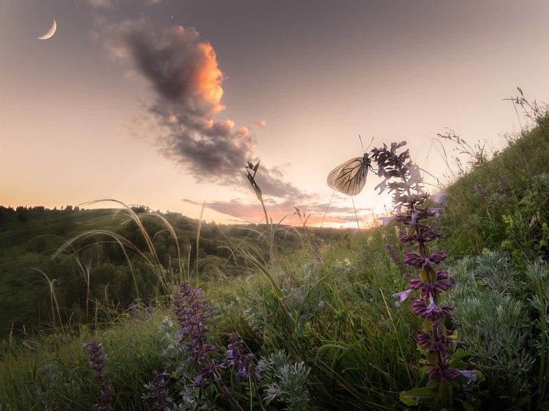 #landscape #travel #evening #sunset #butterfly #sky #nature #wildlife #moon #reserve #summer #nikon #nikond750 #altai #meadow #russia #пейзаж #бабочка #небо #луна #закат #небо #природа #тигирекскийзаповедник #заповедник #алтайскийкрай #алтай #тигирек Лунная бабочкаphoto preview