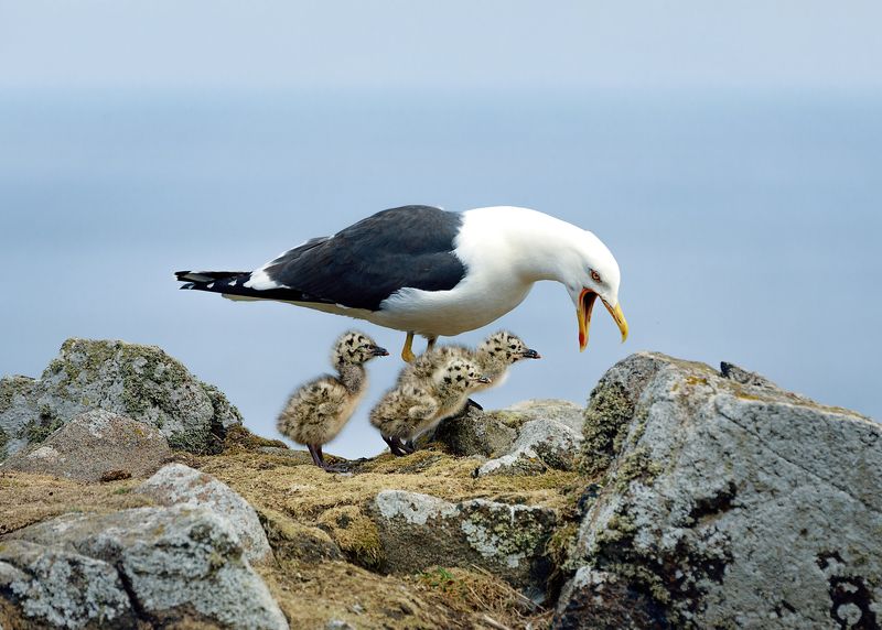 bids, gull, sea, island, scotland Lesser Black-backed Gull and and her chicks, Isle of May. Scotlandphoto preview