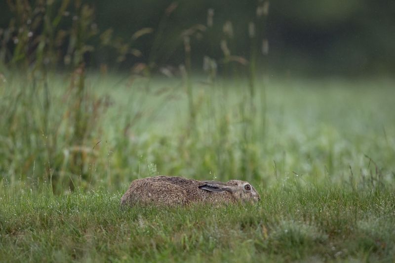 Притаился. Заяц русак.photo preview