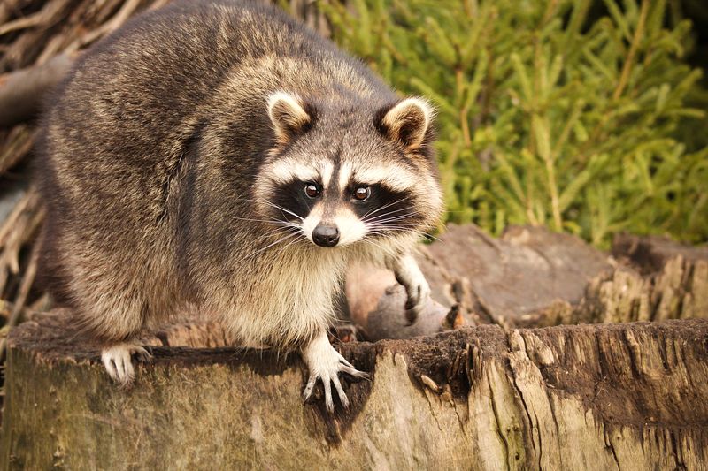 животные, еноты, зоопарк, калининград Милые еноты фото превью