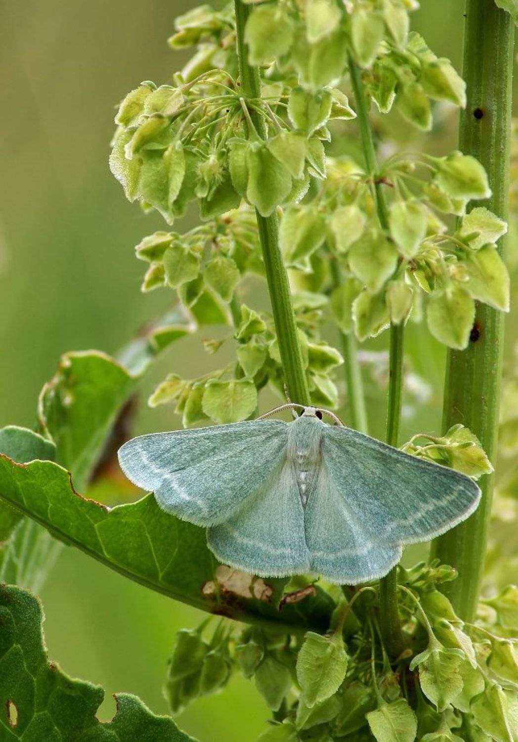 Бабочка. Автор: Чепленко Алексей Бабочка, Чепленко Алексей