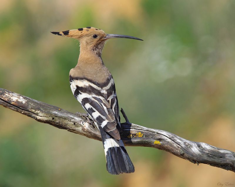 птицы, удод Удодphoto preview