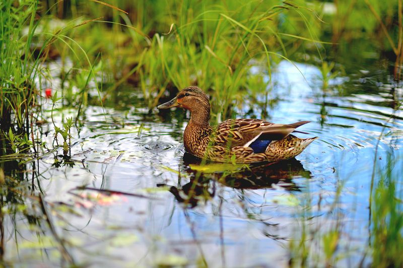 утка, dack, капля, вода Мгновениеphoto preview