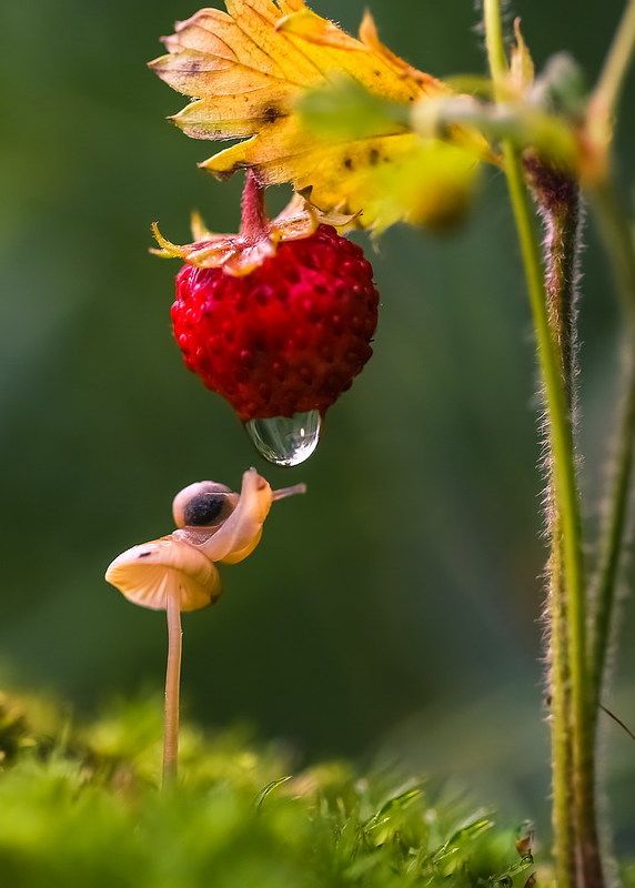 Земляничный душphoto preview