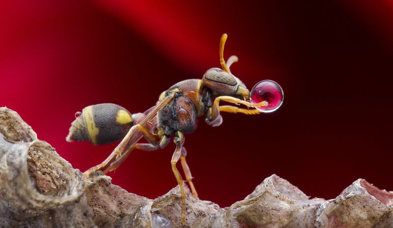 #macro#wasp#waterbubble#colors#reflection Wasp Blowing Water Bubble 180704Aphoto preview
