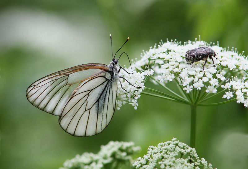 Дачно-пасмурное настроение.photo preview