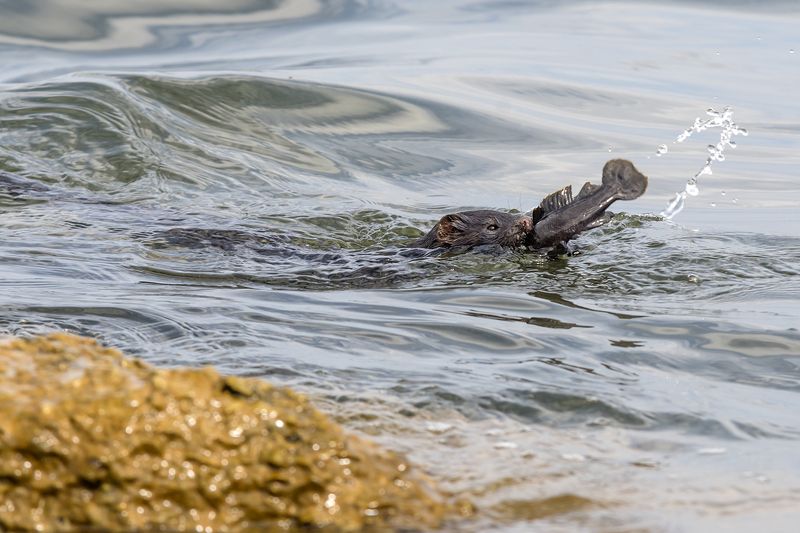 Удачная охота.photo preview