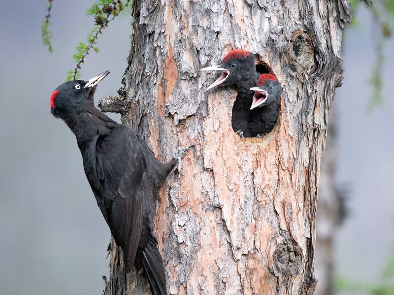 Желнаphoto preview