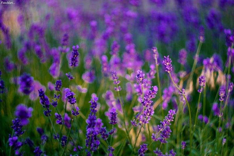 лаванда,цветы,лето, Лаванда...photo preview