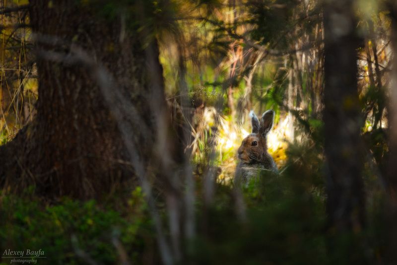 лес, природа, животные, заяц, лето Однажды в лесуphoto preview