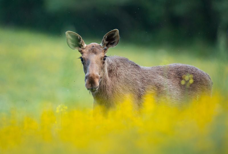 Лось.photo preview