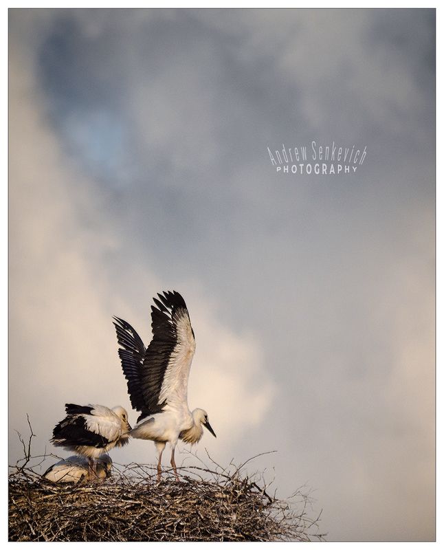 дикий, аист, крылья Аист расправляет крылья (2)photo preview