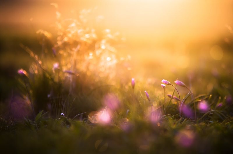 свет, макро, цветы, тепло, блики +++photo preview