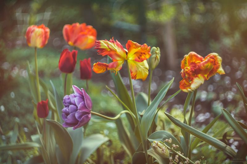 природа, цветы, тюльпаны, боке, гелиос, nature, flowers, tulips, bokeh, helios, ***photo preview