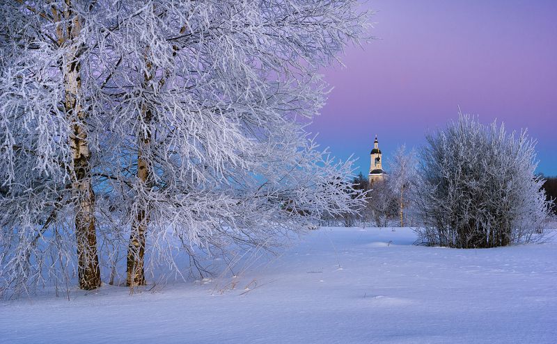 Two frozen birchesphoto preview