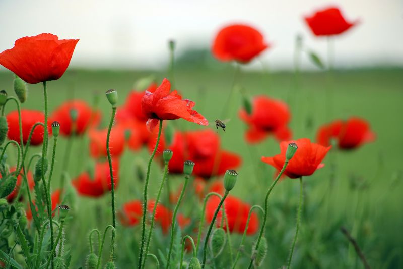 flowers,	весна,	мак,	маки, поле,	природа,	пчела,	цветы, поле Маковое полеphoto preview