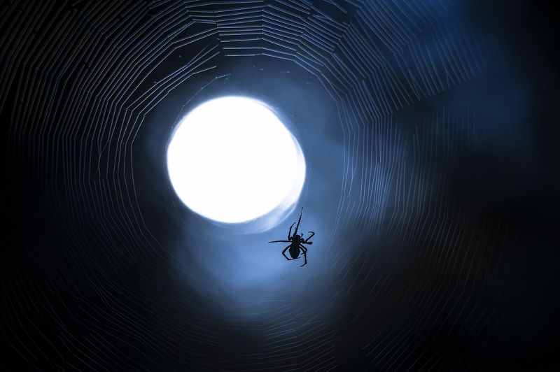 паук, ночь, вечер, плетет, паутина, свет, силуэт Ночное дежурствоphoto preview