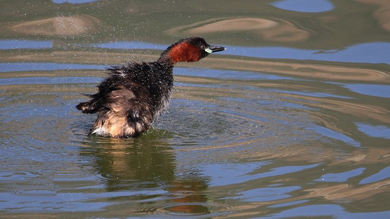 animals,birds,little grebe, fish, 7d, 600mm, животные,птицы,рыба, маленькая поганка Из жизни маленькой поганки..photo preview