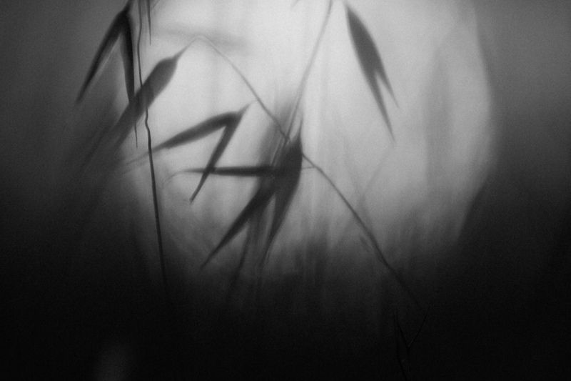 трава, колосья, макро, чб Молчание фото превью