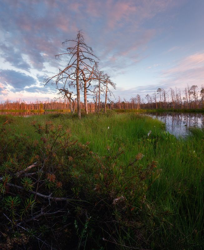 пейзаж закат болото латвия рига Закат на болотеphoto preview