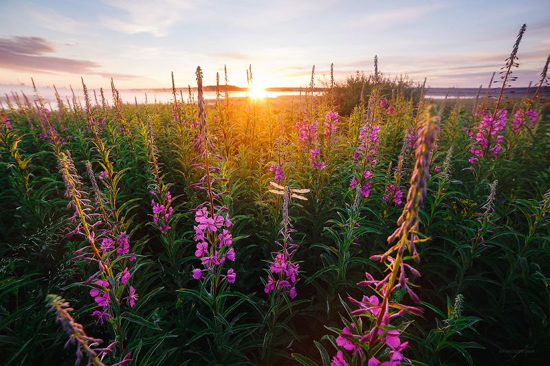 рассвет, солнце, цветы, лето Летнее настроениеphoto preview
