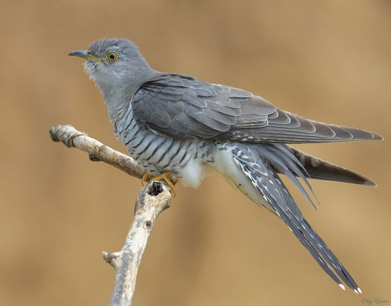 птицы, кукушка Кукушкаphoto preview