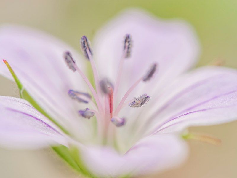 нежность лесаphoto preview