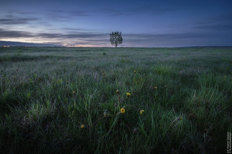 утро, рассвет, поле, дерево, одуванчик, пермский край В поле на рассвете фото превью